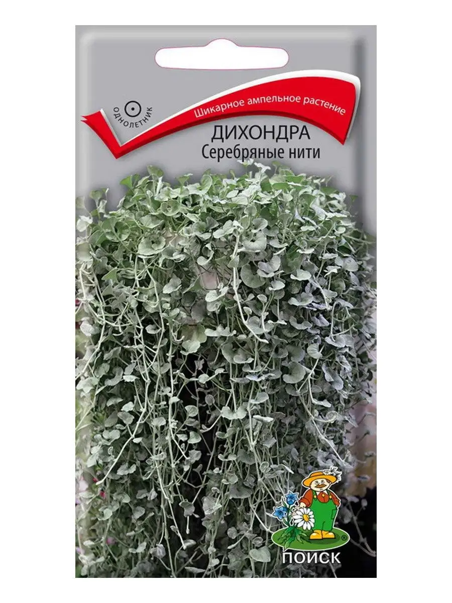 Дихондра Серебряные нити