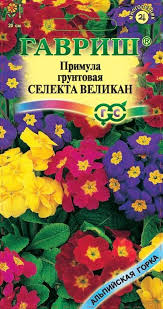 Примула грунтовая селекта великан