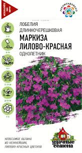 Лобелия длинночерешковая маркиза лилово-красная