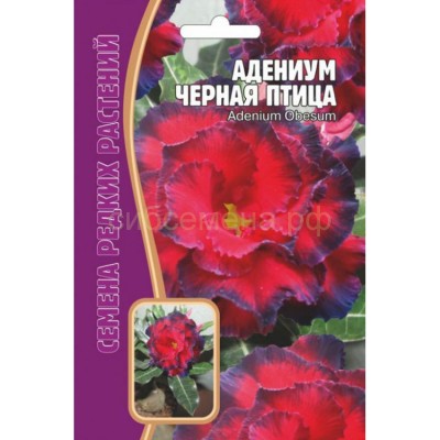 Адениум Черная птица