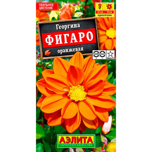 Георгина Фигаро оранжевая