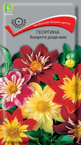 Георгина Коларетте дэнди микс