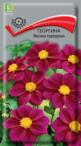 Георгина Мигнон пурпурная
