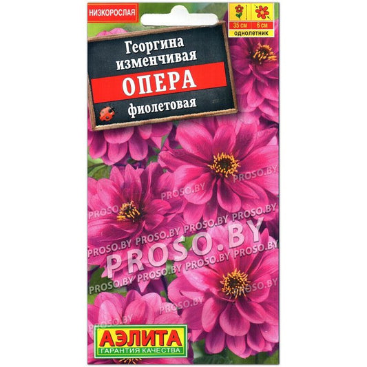 Георгина Опера фиолетовая