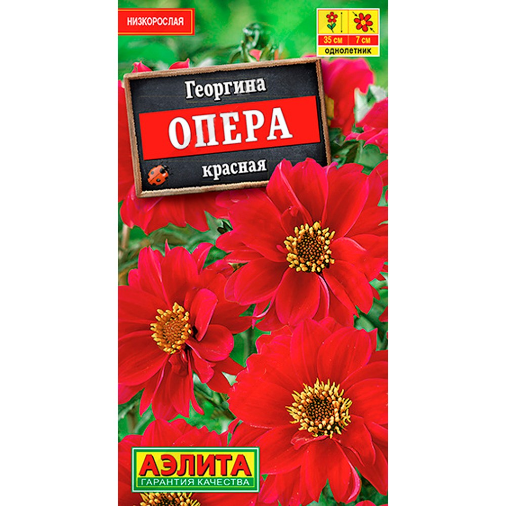 Георгина Опера красная