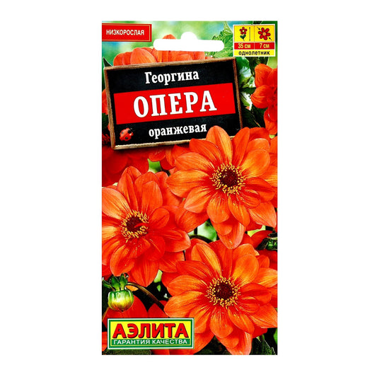 Георгина Опера оранжевая