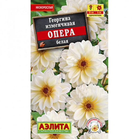 Георгина изменчивая Опера белая