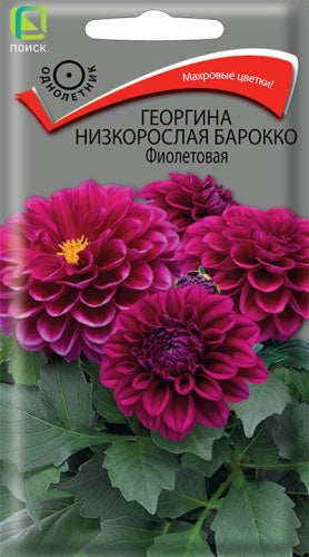 Георгина низкорослая Барокко Фиолетовая