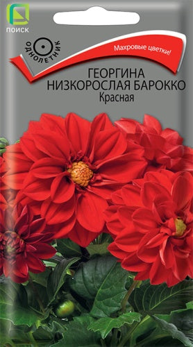 Георгина низкорослая Барокко Красная