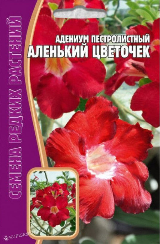 Адениум пестролистный аленький цветочек