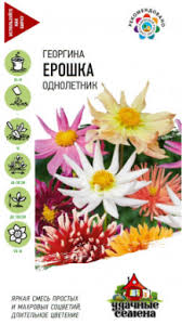Георгина ерошка однолетник