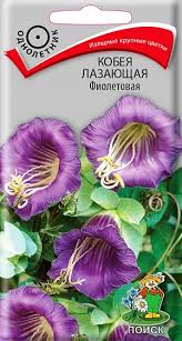 Кобея лазающая фиолетовая