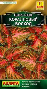 Колеус блюме коралловый восход