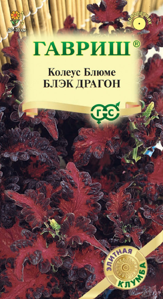 Колеус блюме блэк драгон
