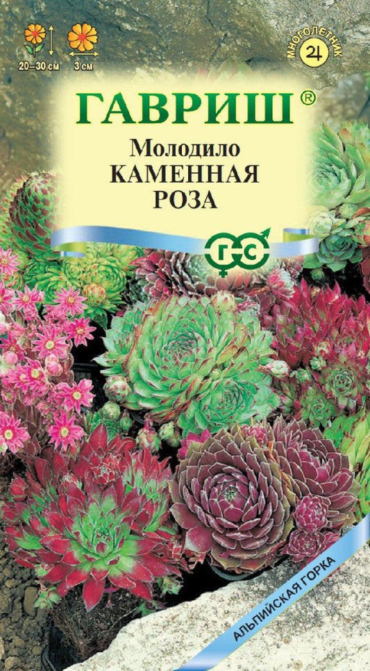 Молодило каменная роза