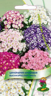 Цинерария кровавая высокорослая смесь